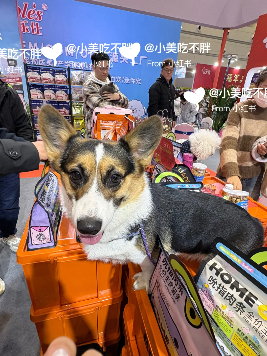 郑州养宠人狂喜!CBD宠物展逛到不想走?