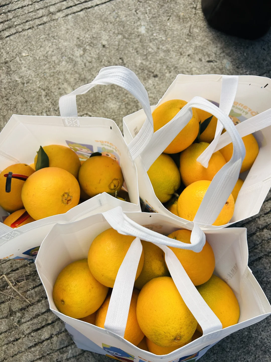 太好逛啦！脐橙博览会就像橙子主题游园会！