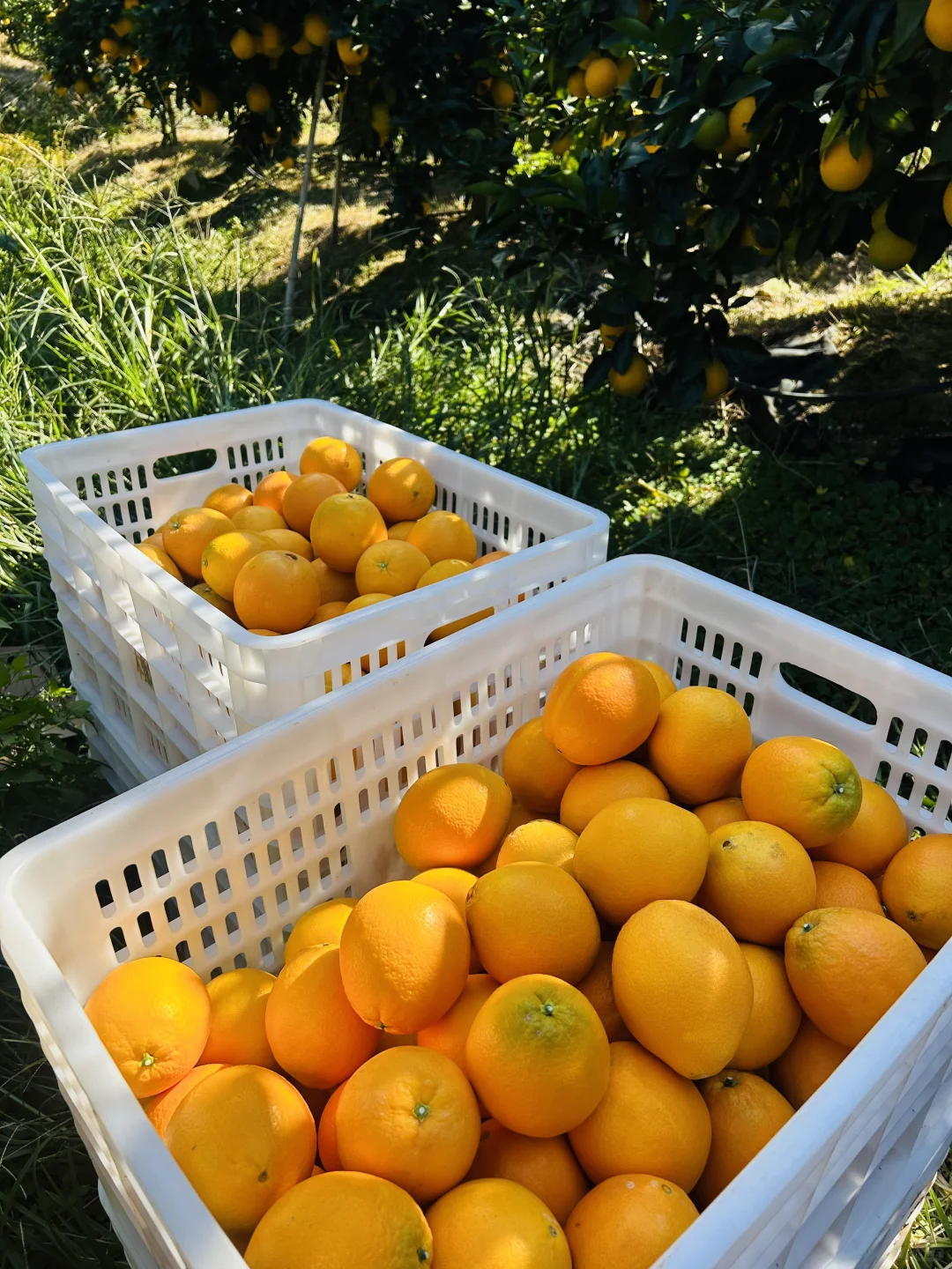 太好逛啦！脐橙博览会就像橙子主题游园会！