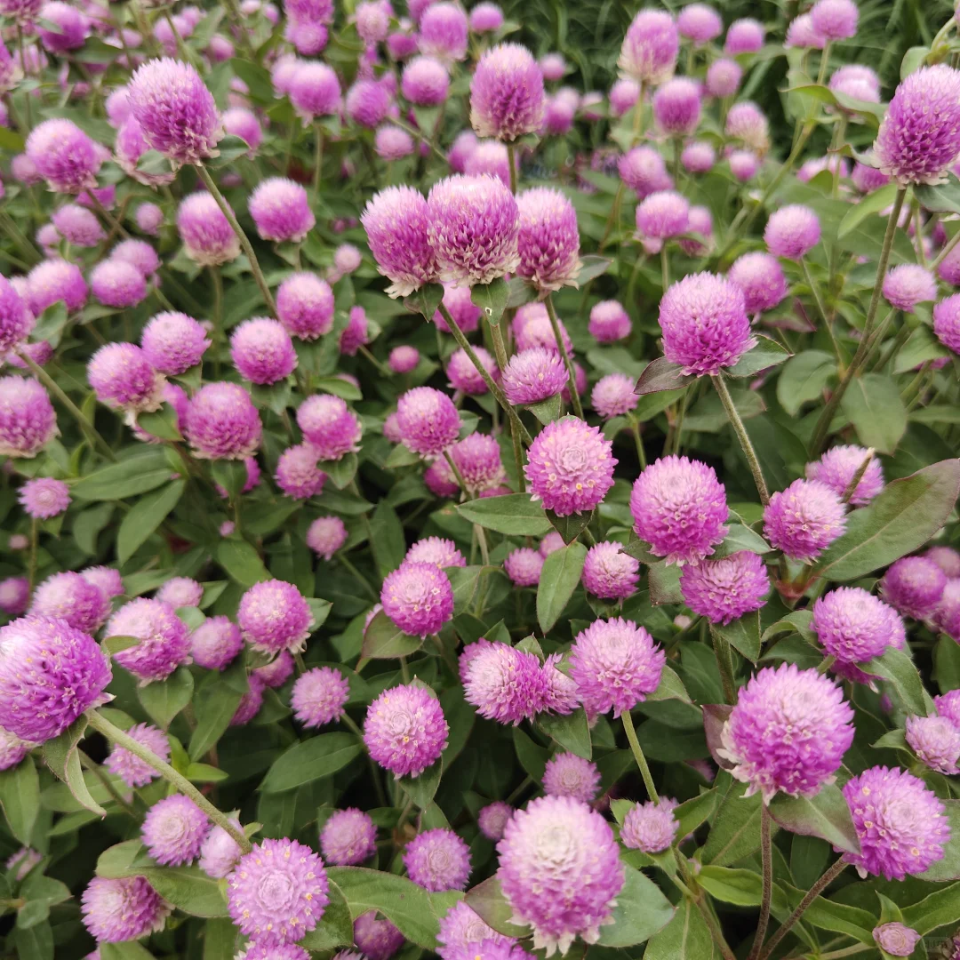 周末小记 Saturday with Girlfriend