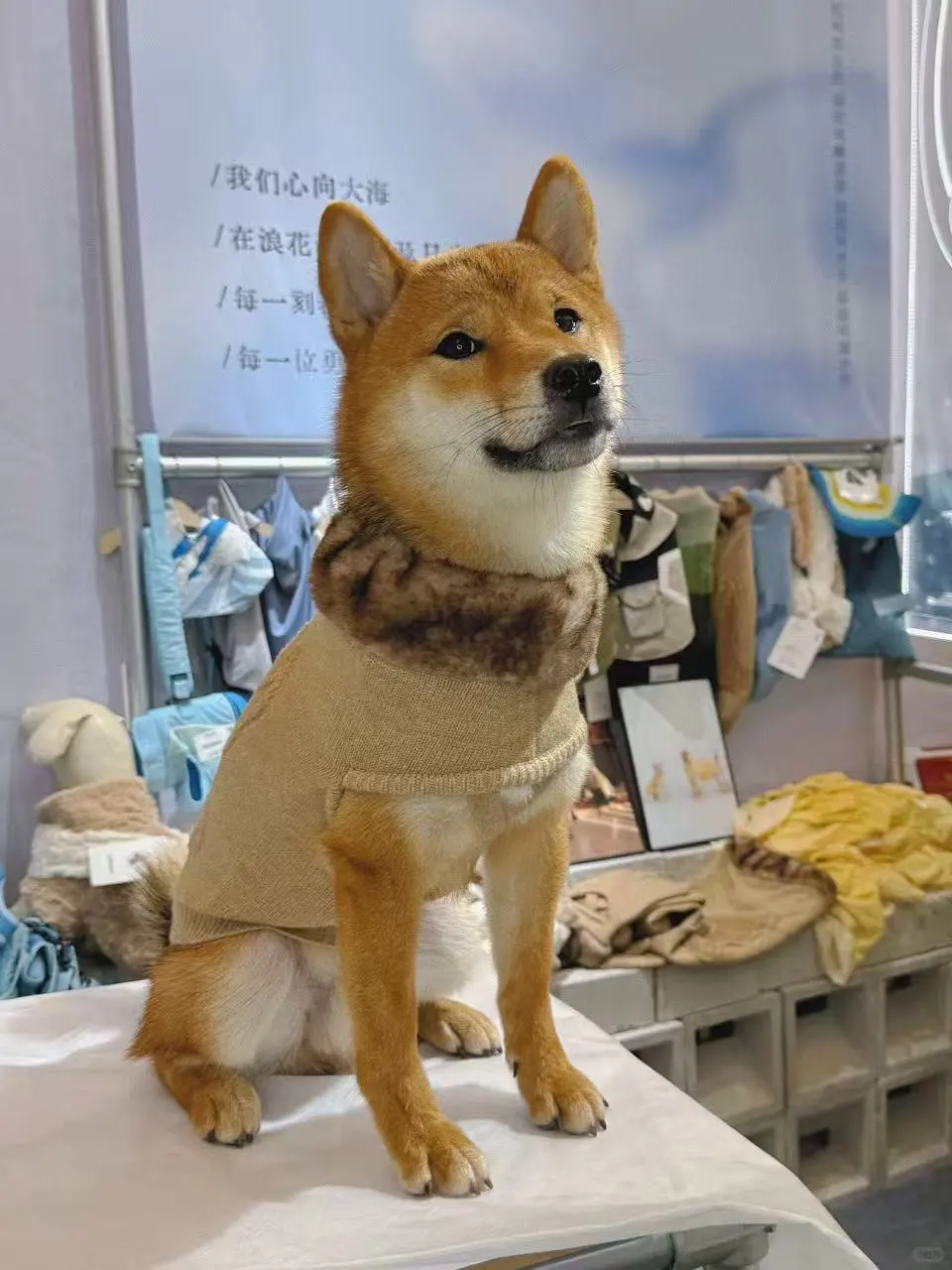 宠粉福利?晒图+留言，送亚宠深圳门票?