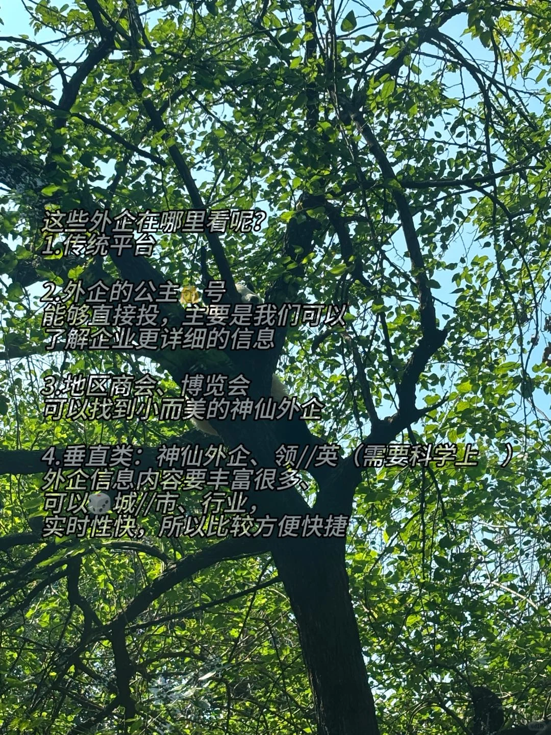 汽车工程的梦中情司：汽车类外企