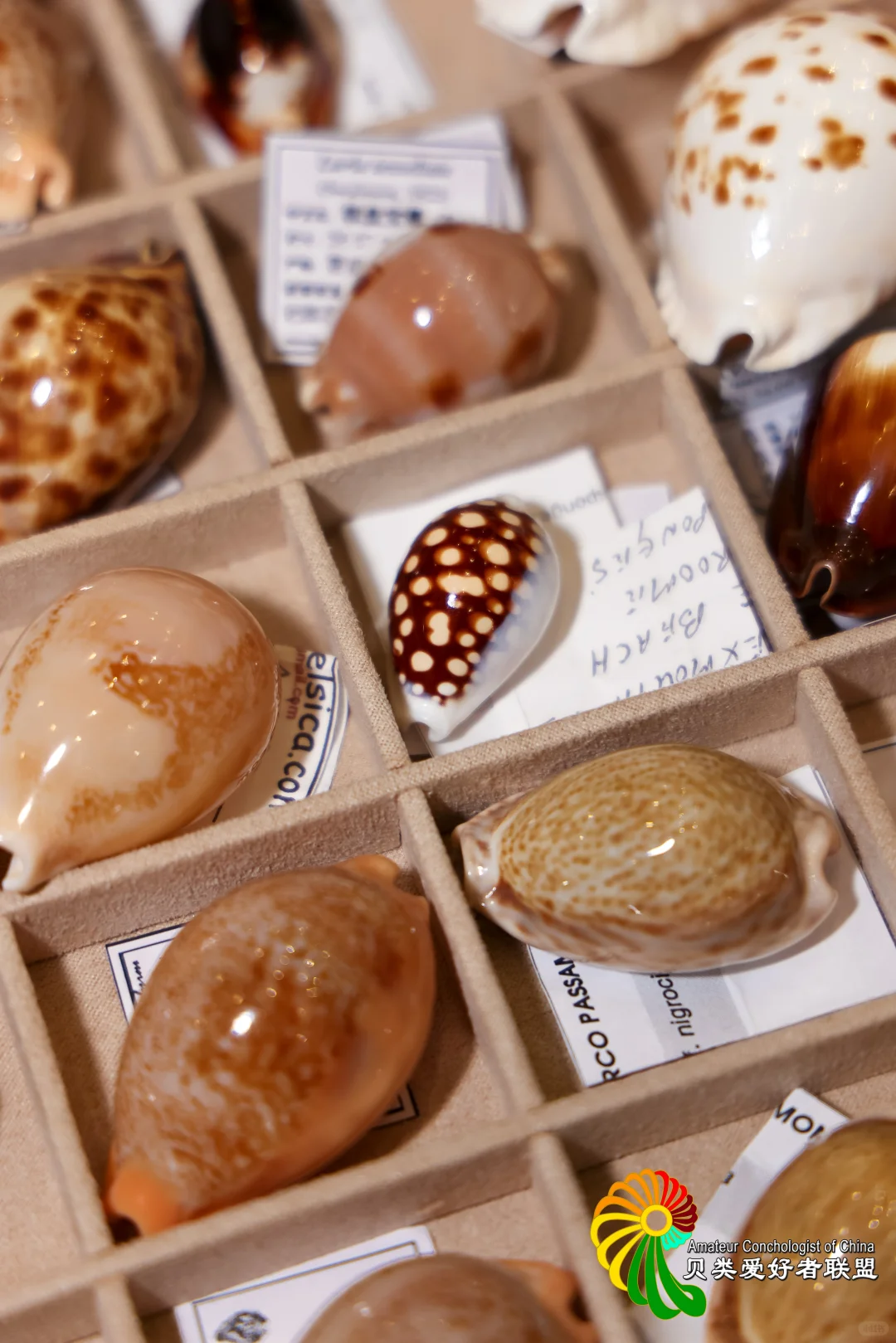 ?12.12～12.14 上海圣诞贝展来啦！