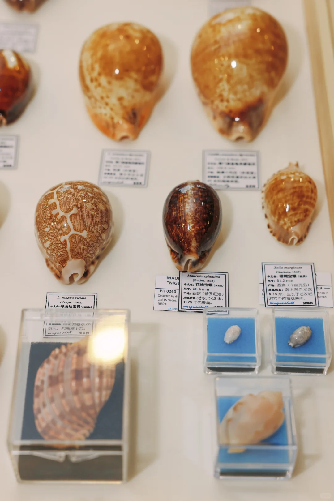 ?12.12～12.14 上海圣诞贝展来啦！