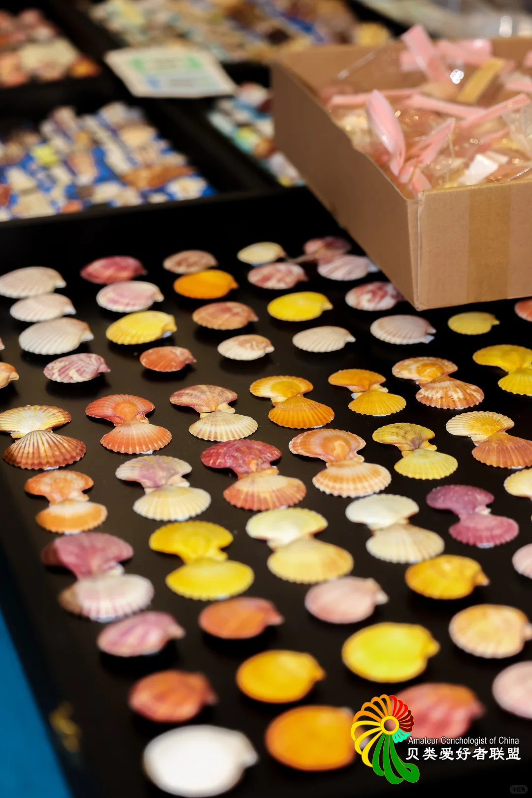 ?12.12～12.14 上海圣诞贝展来啦！