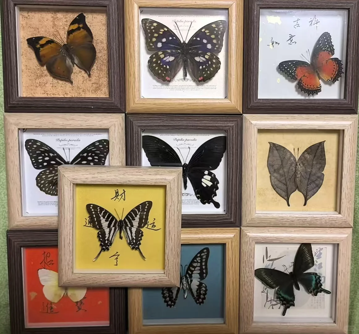 12.20限定！中关村藏稀有蝴蝶标本展? 博物