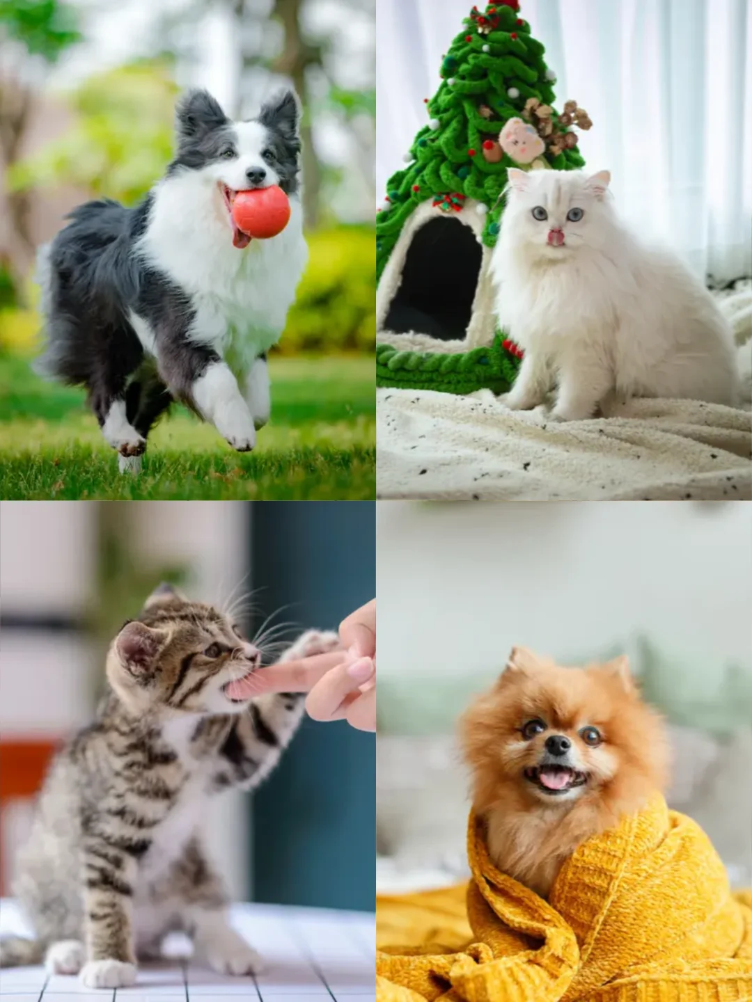 长沙宠博会来啦！29元早鸟票铲屎官必冲～