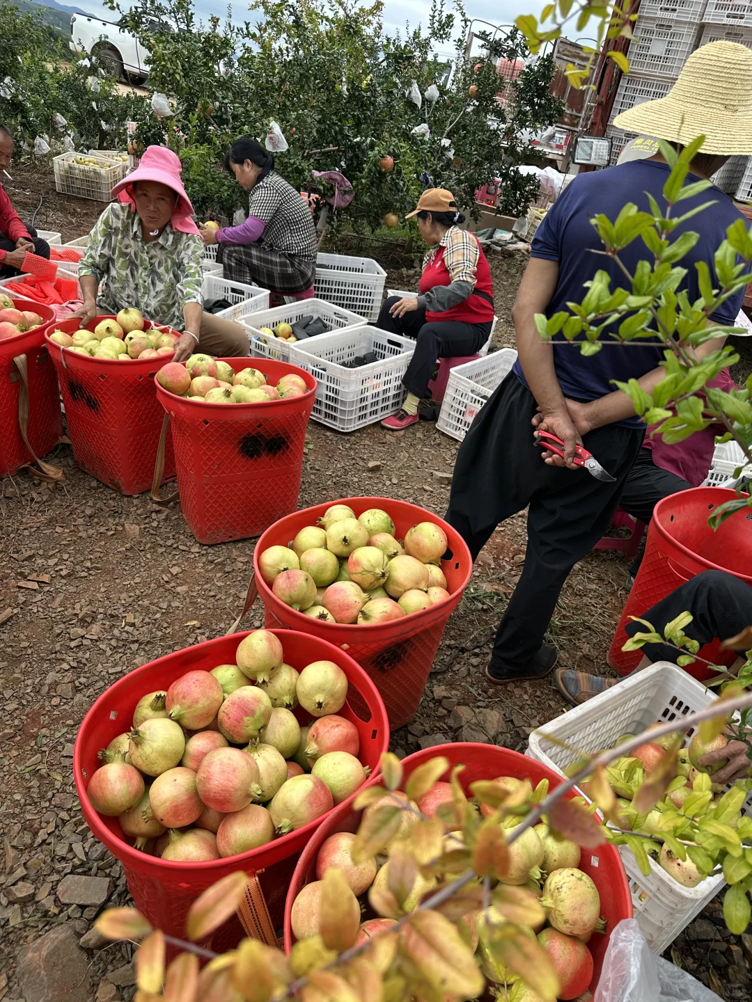 姐妹们给我地址，我给你们寄，不要油费！