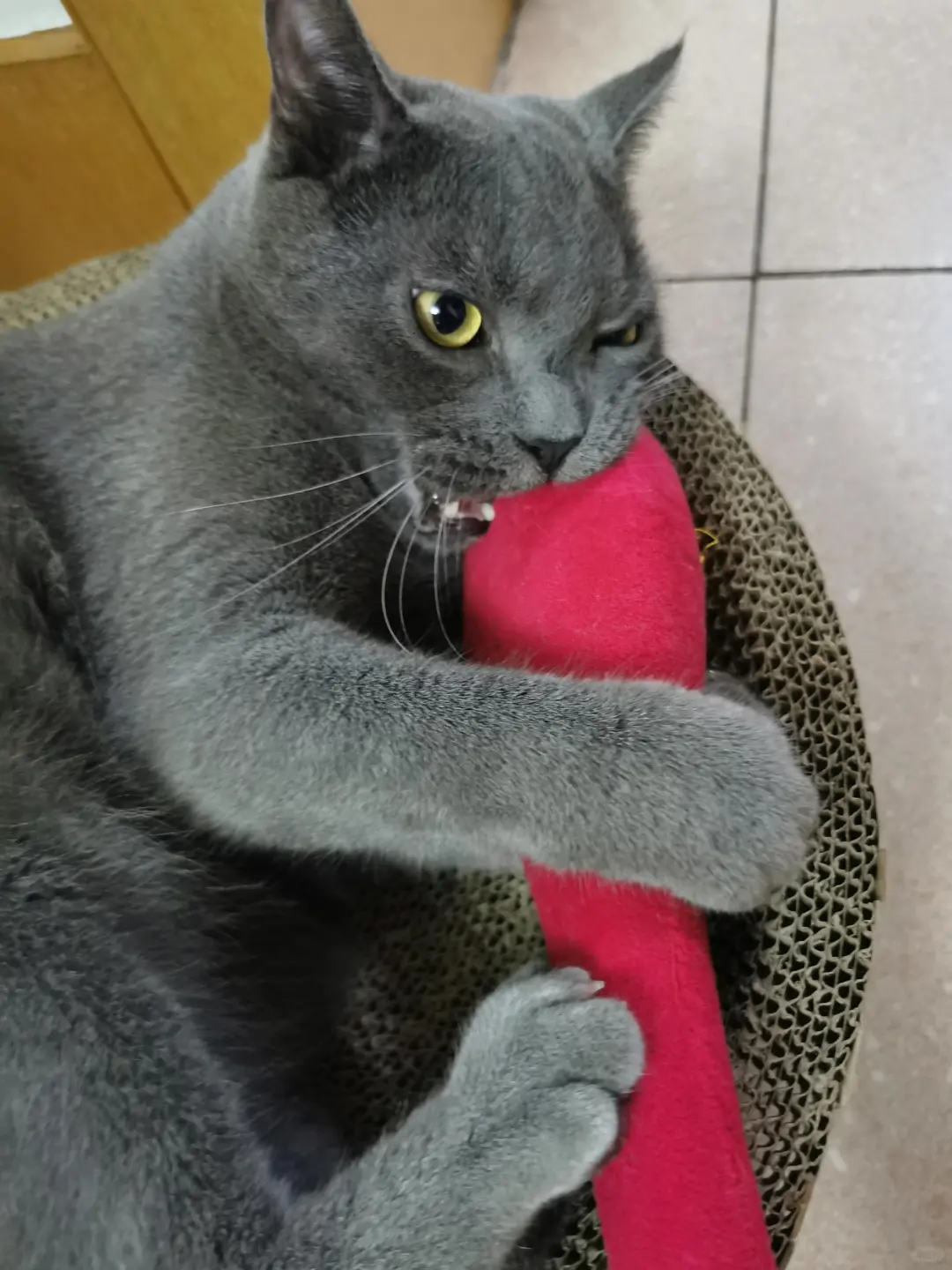 参观完12万平的猫粮工厂后，我被震撼到了