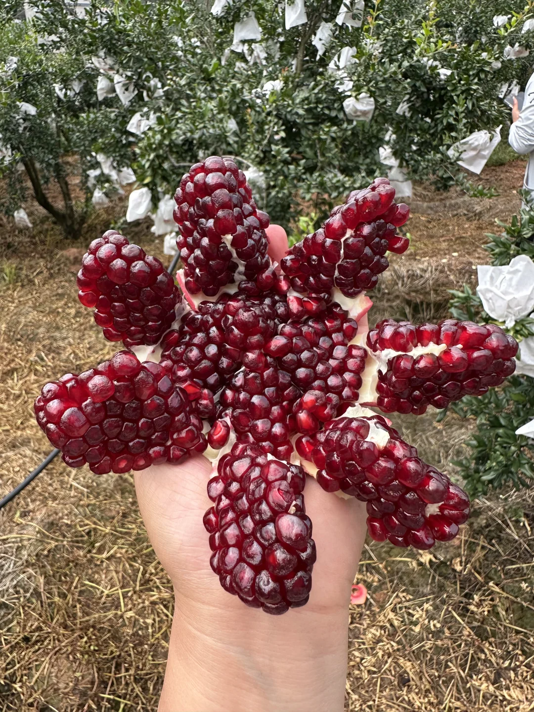 姐妹们给我地址，我给你们寄，不要油费！