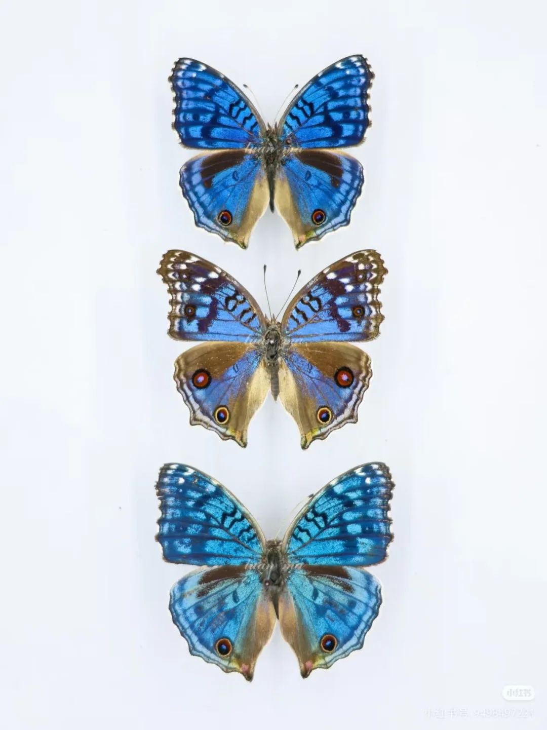 12.20限定！中关村藏稀有蝴蝶标本展? 博物