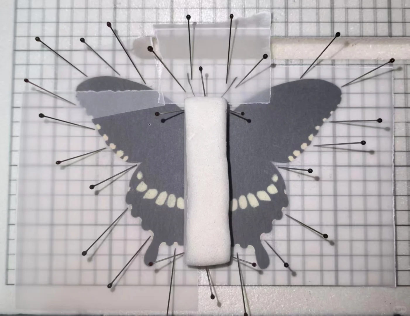 12.20限定！中关村藏稀有蝴蝶标本展? 博物