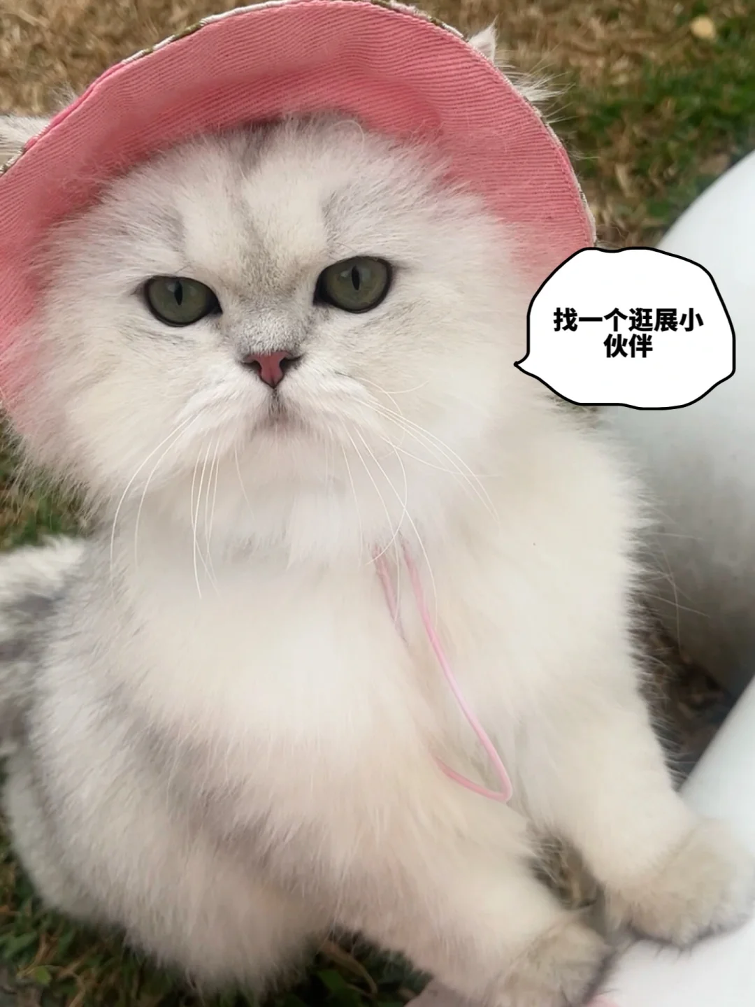 ?揪20位ee一起带毛孩子逛亚宠华南展～