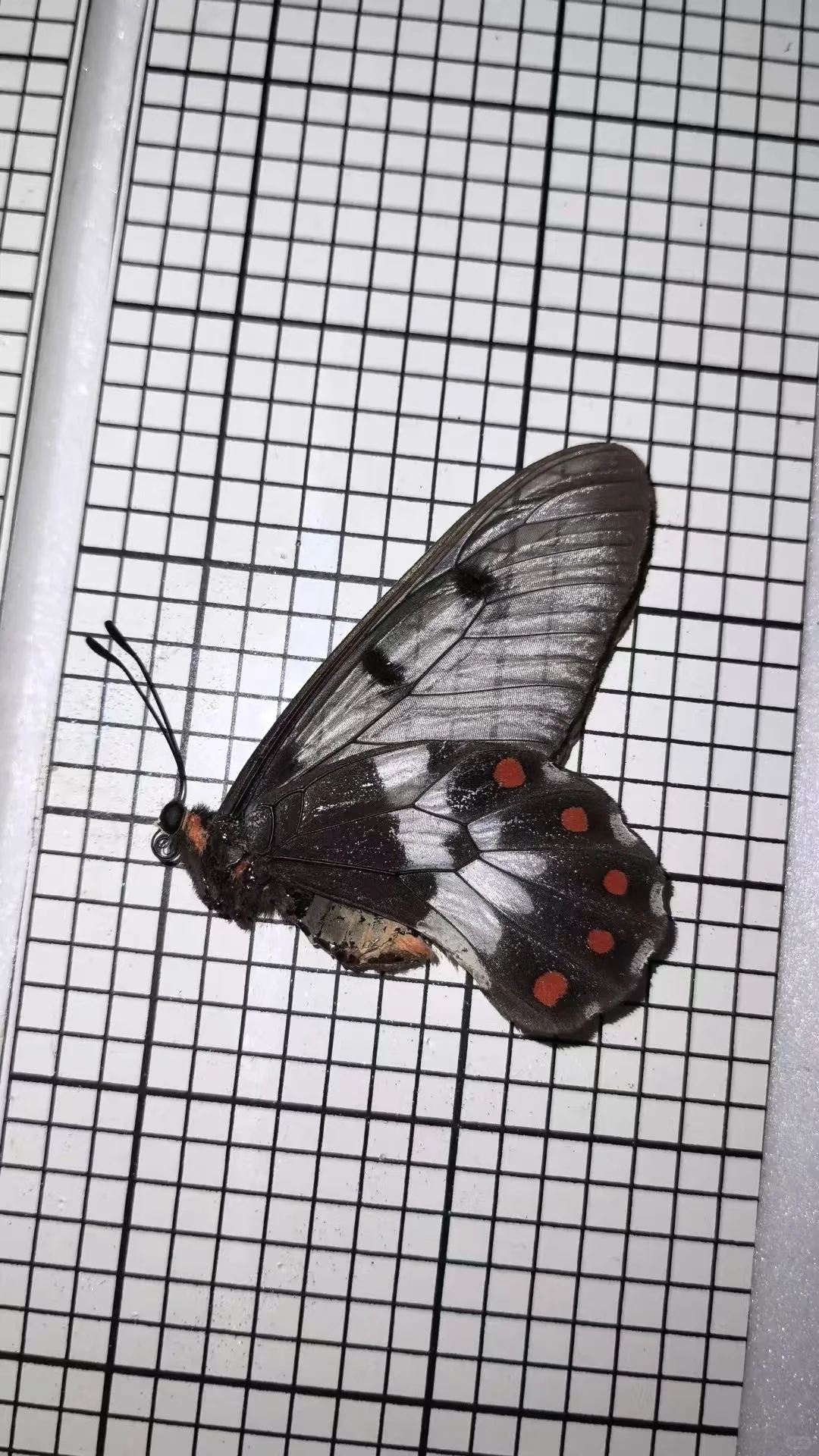 12.20限定！中关村藏稀有蝴蝶标本展? 博物