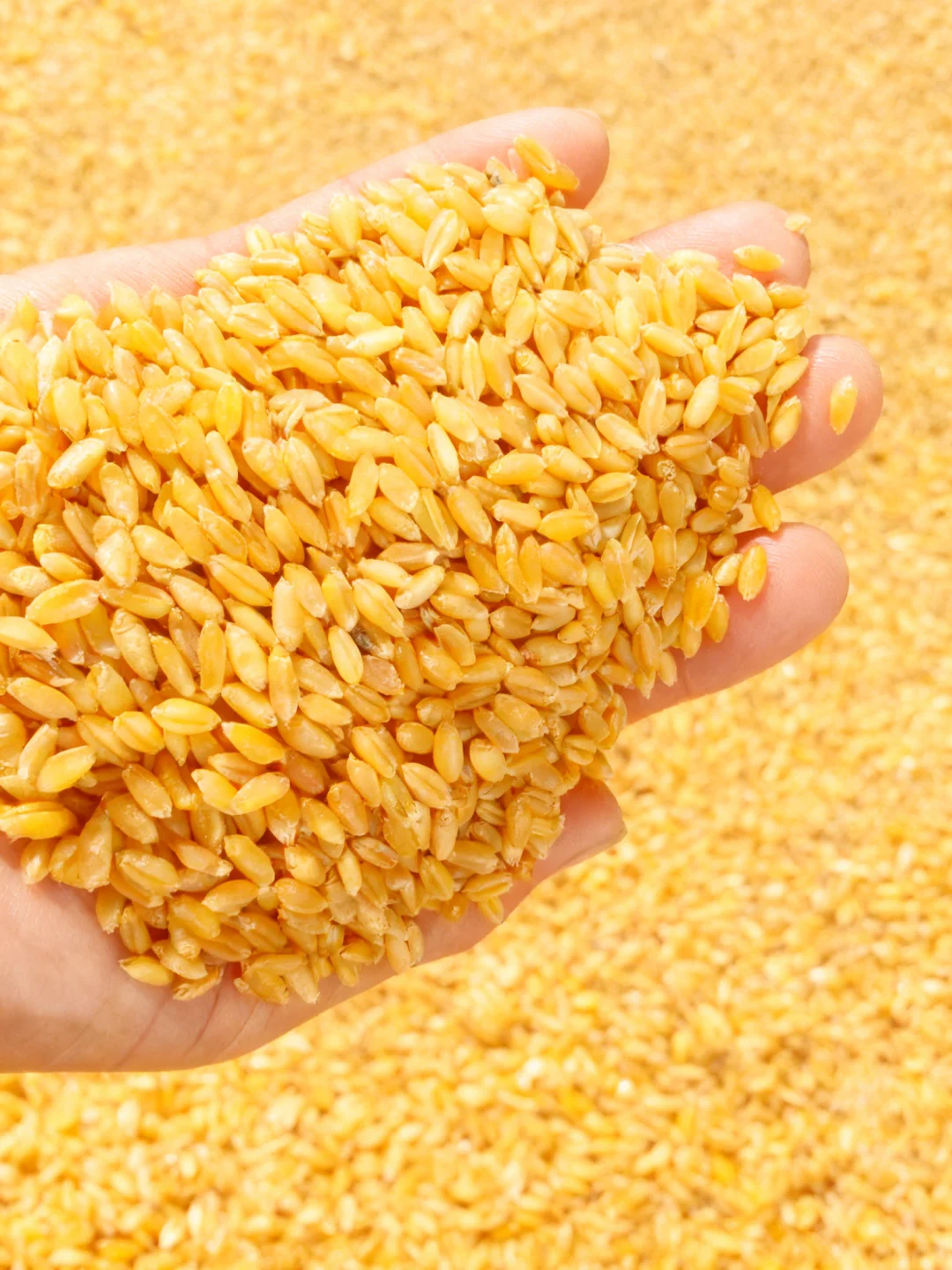 贸易带量农产品小麦