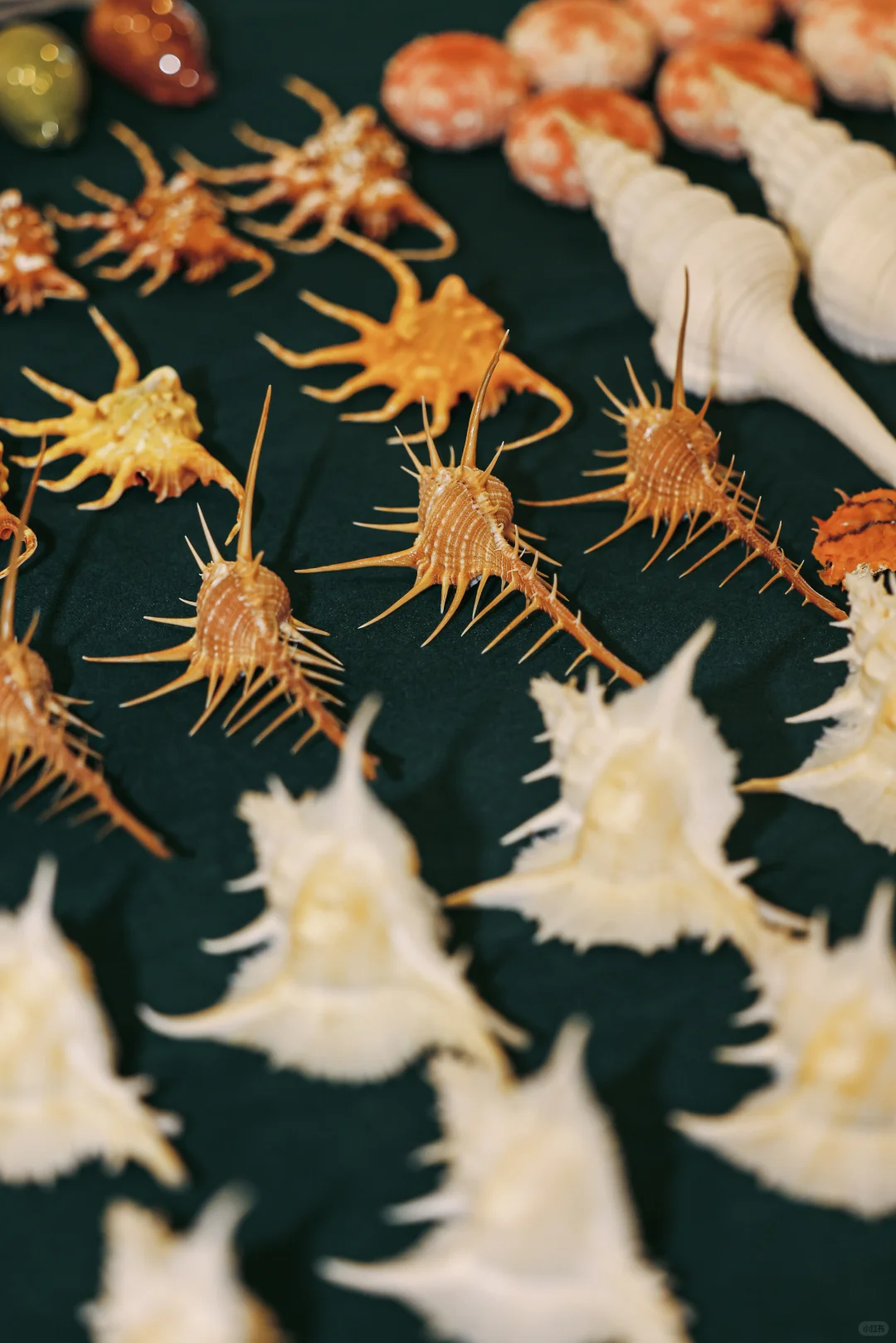 ?12.12～12.14 上海圣诞贝展来啦！