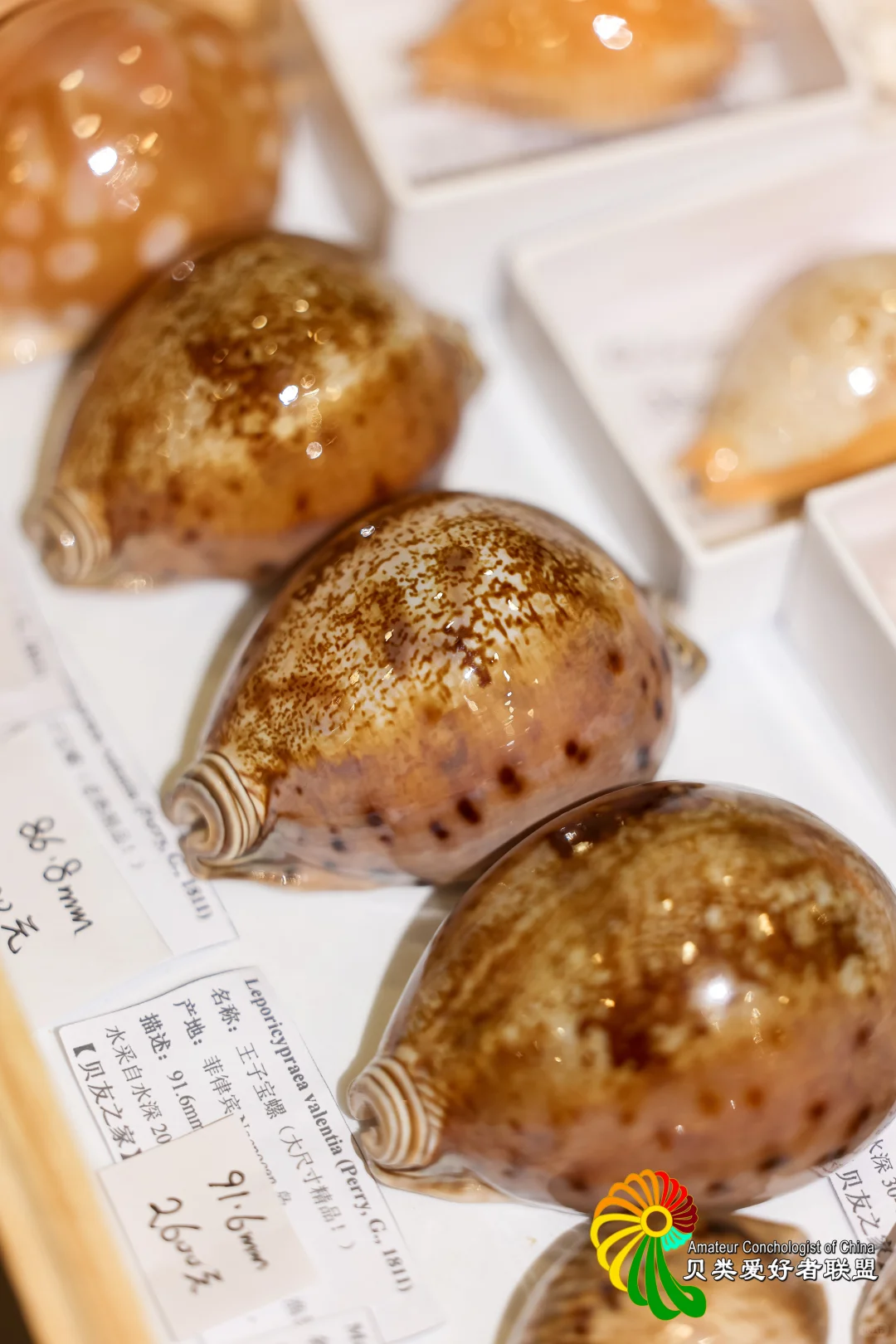 ?12.12～12.14 上海圣诞贝展来啦！