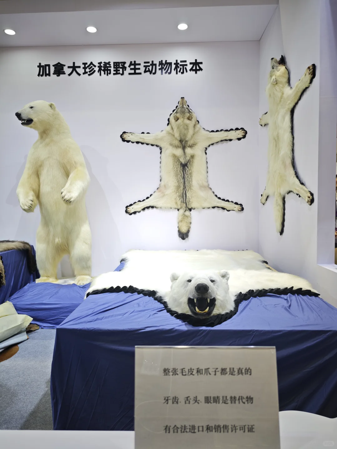 交换一张你的进博会