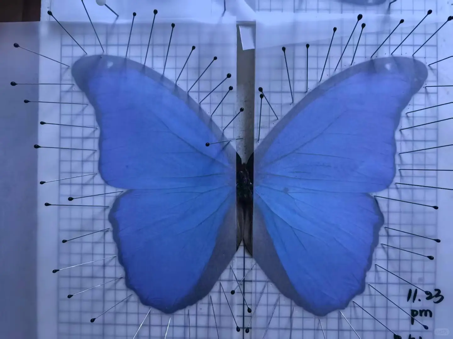 12.20限定！中关村藏稀有蝴蝶标本展? 博物