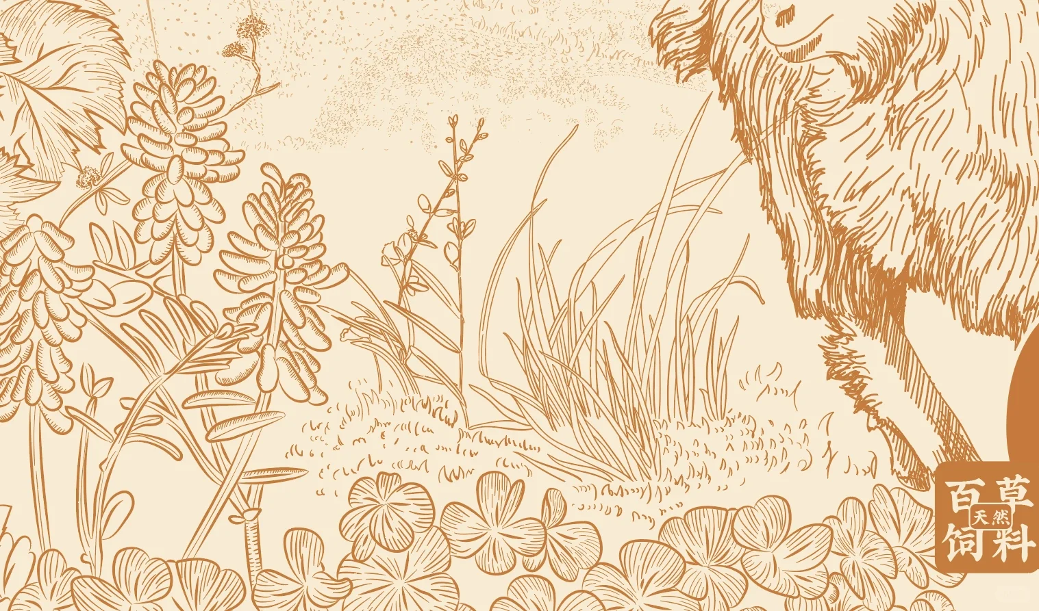 甲方说要一个羊肉包装，其它什么也没说！