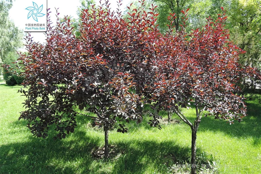 北京蓝紫系木本 | （十三）紫叶矮樱