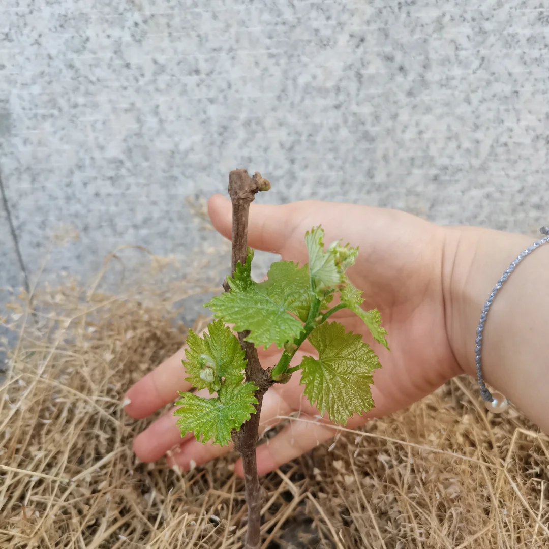 行雨葡萄苗：左划看它长大