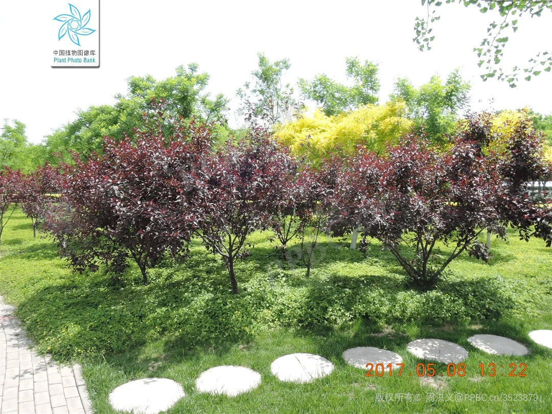 北京蓝紫系木本 | （十三）紫叶矮樱