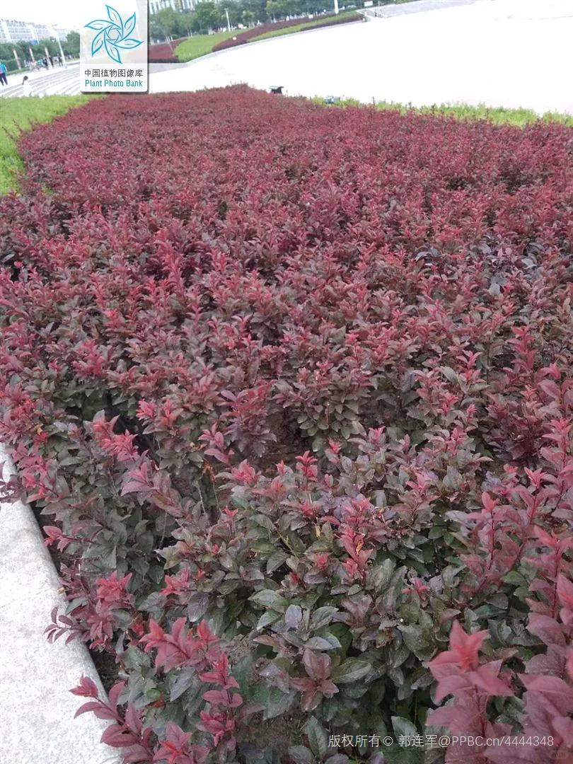 北京蓝紫系木本 | （十三）紫叶矮樱