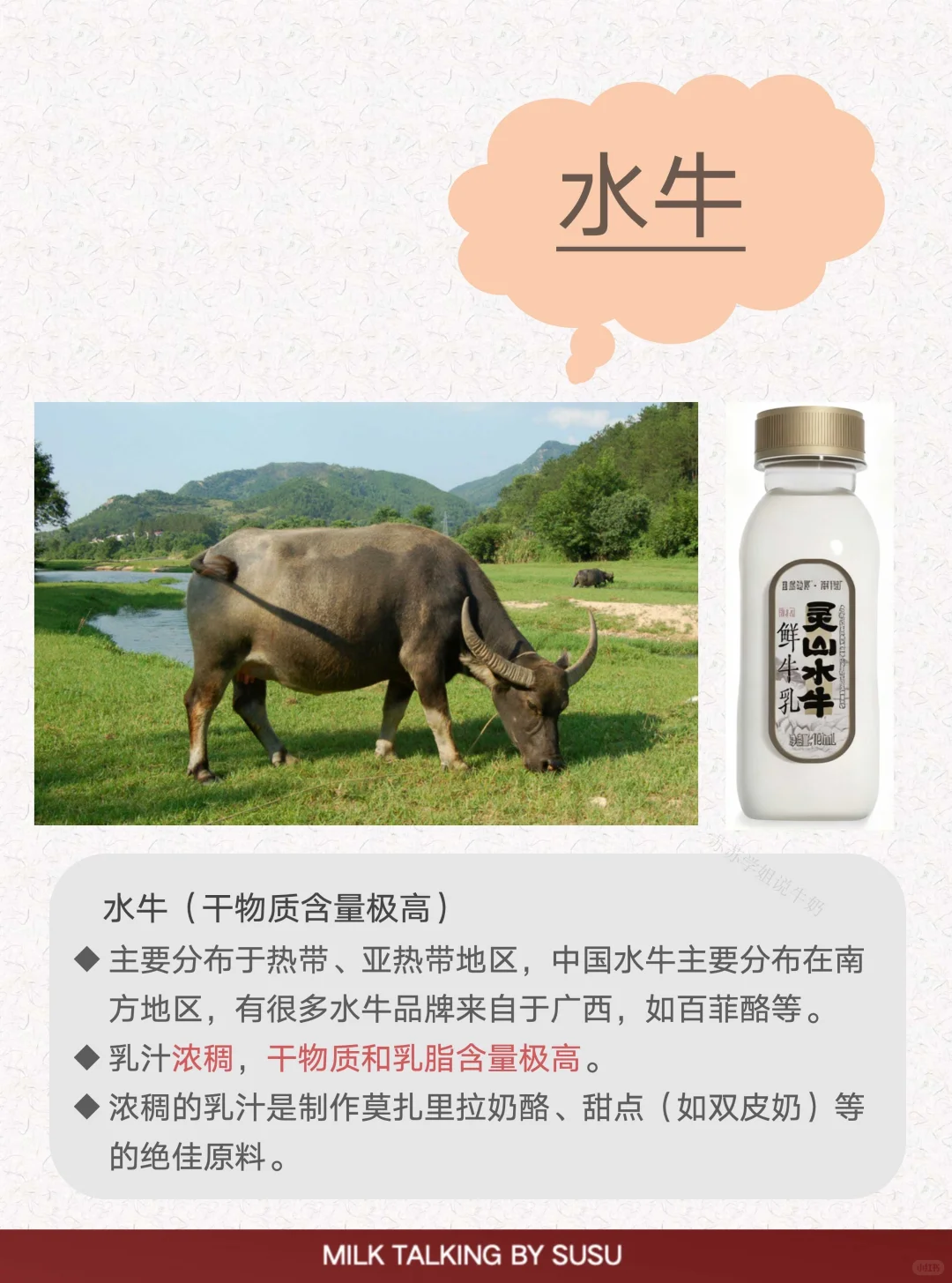 揭秘4️⃣种常见奶牛?｜世界上不止一种奶牛‼️