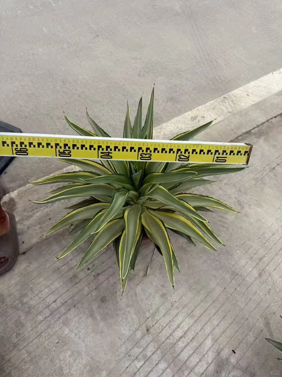 【苗木～金边龙舌兰】