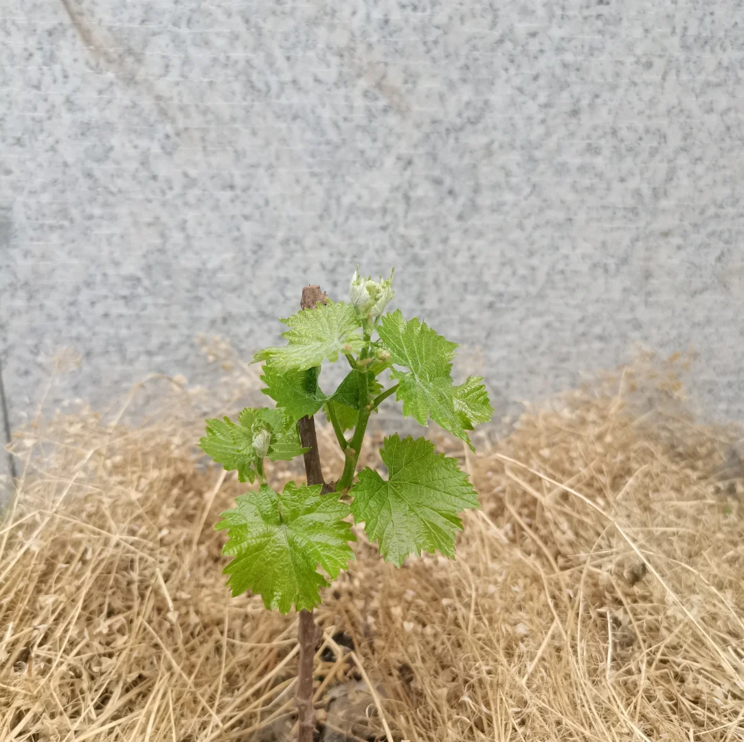 行雨葡萄苗：左划看它长大