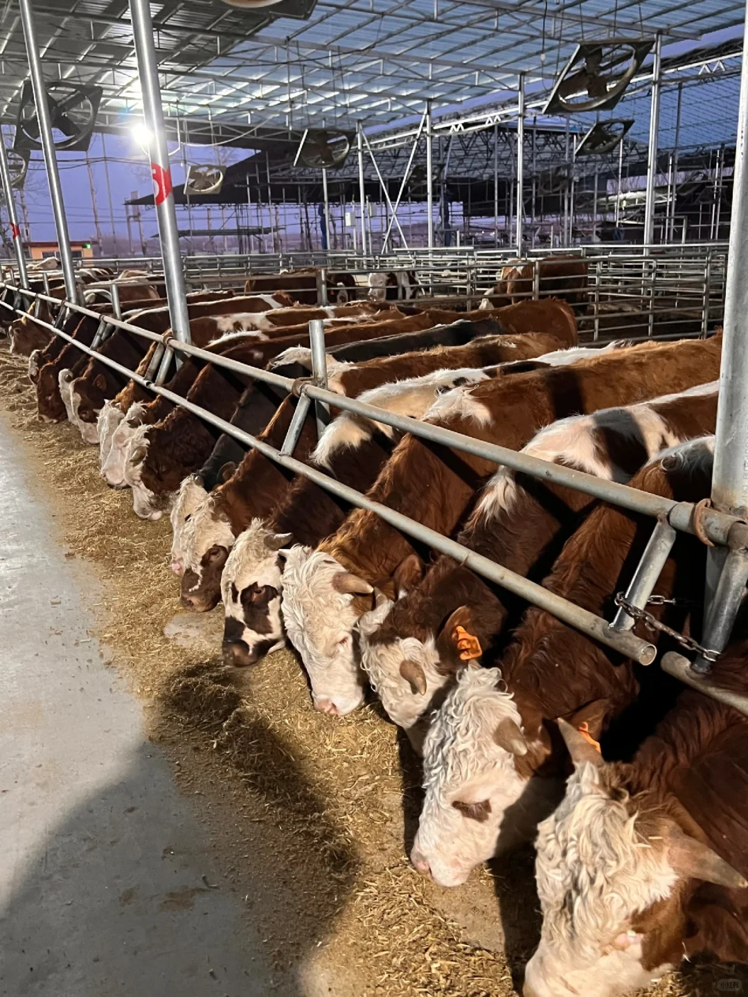 重生之我在家里卖牛肉