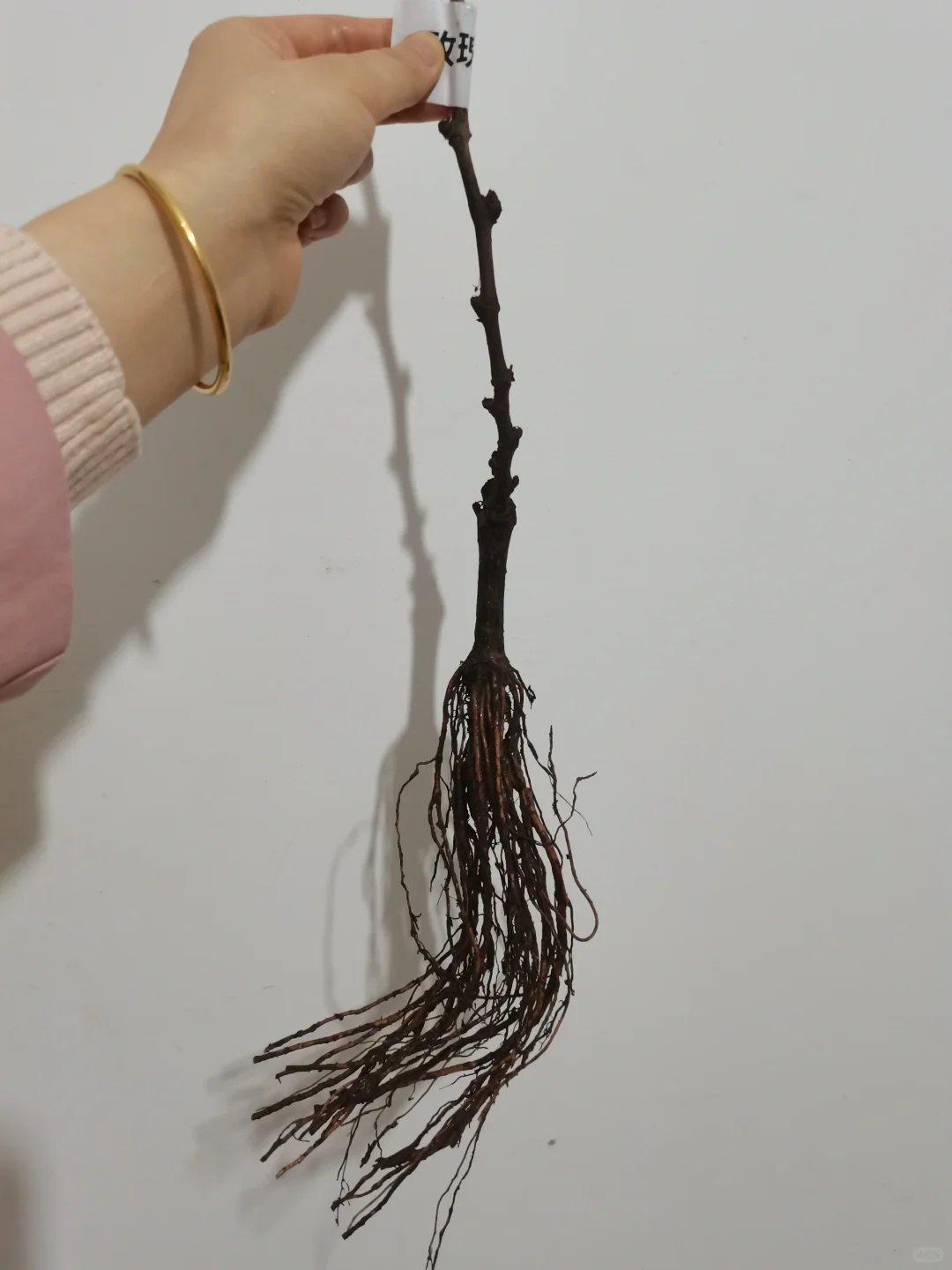 行雨葡萄苗：左划看它长大