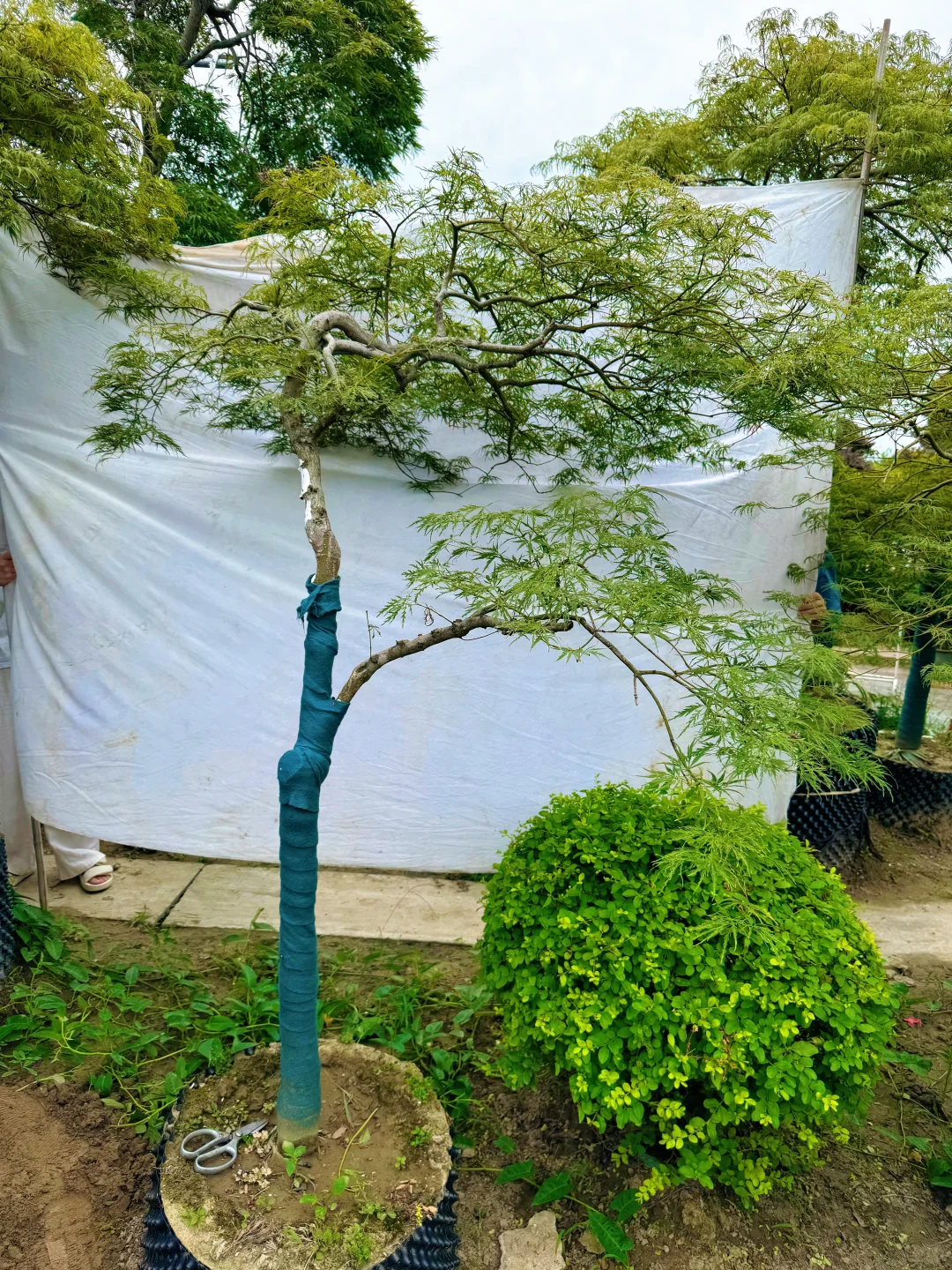 庭院里的羽毛枫、真的太美了！