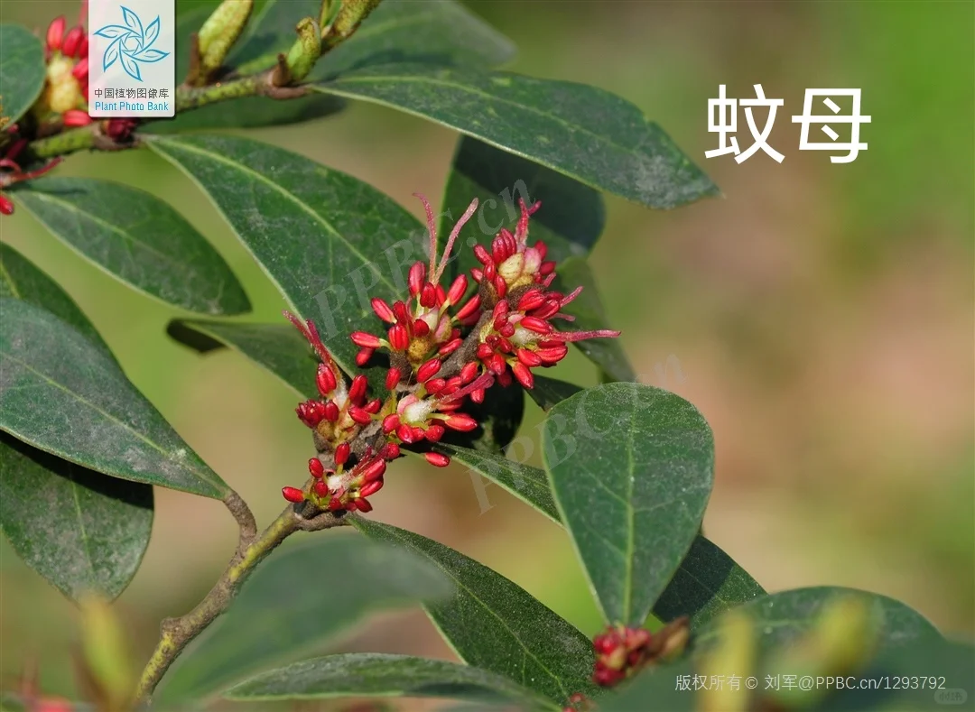 华东｜园林常用的落叶阔叶乔木?附照片