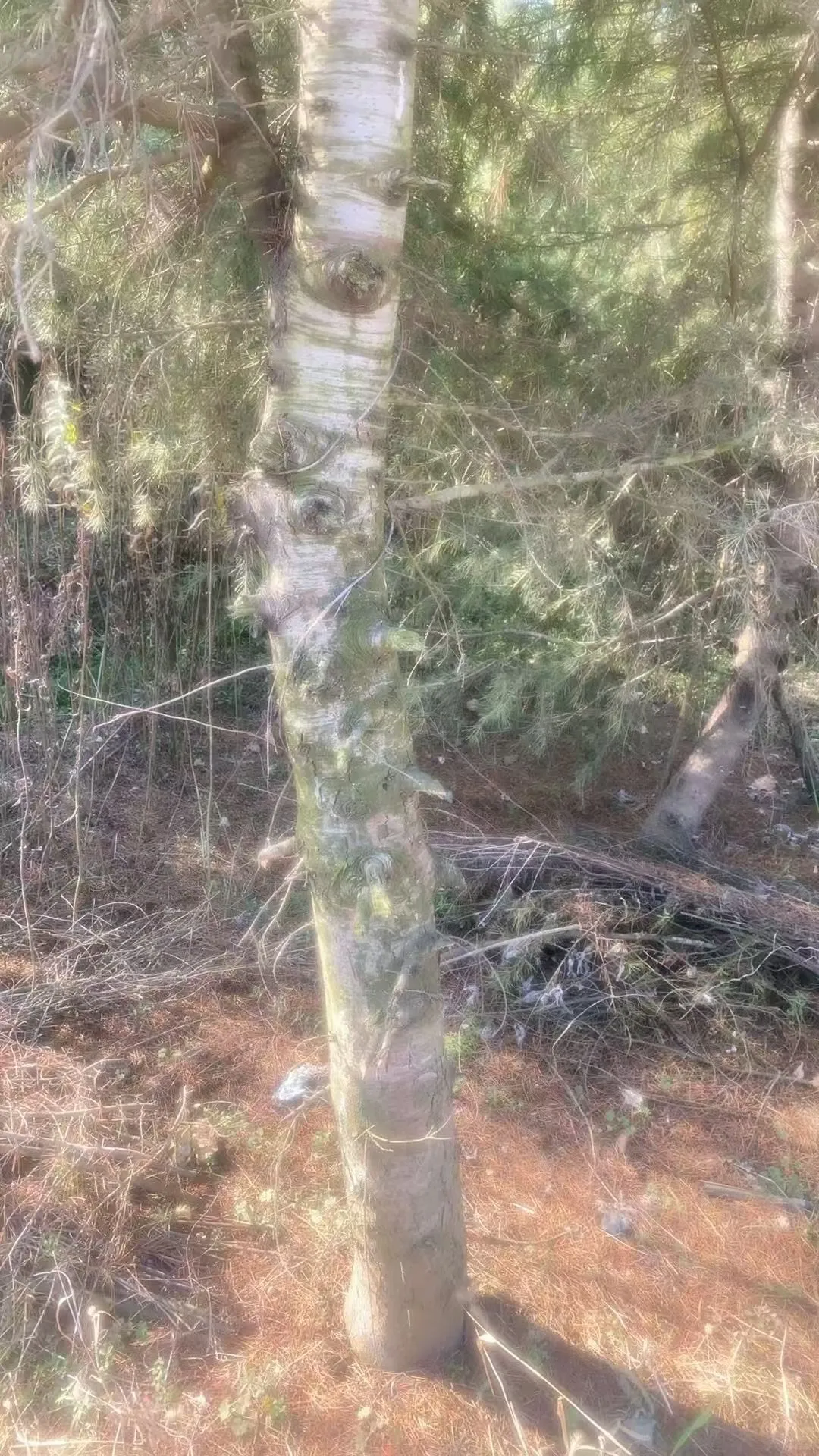 阳光 树木 流水