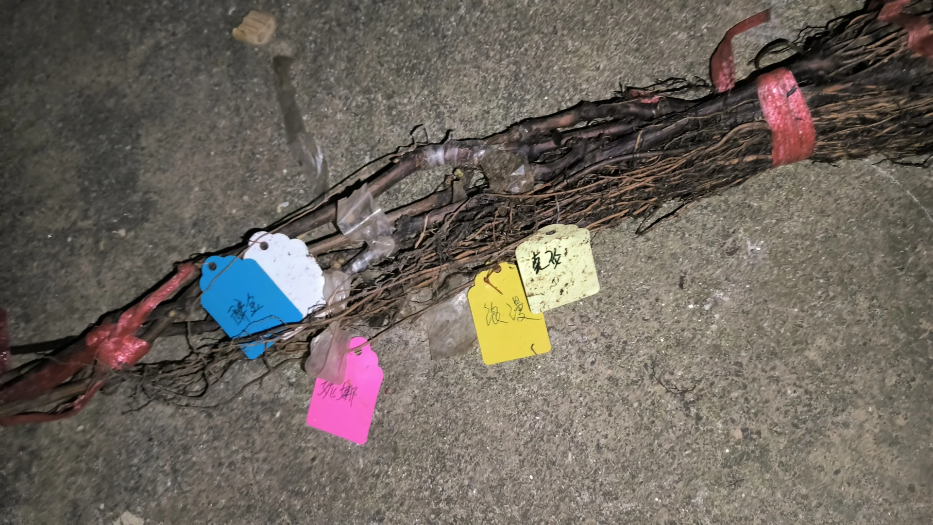 行雨，李志贺，宝利福利苗收到?