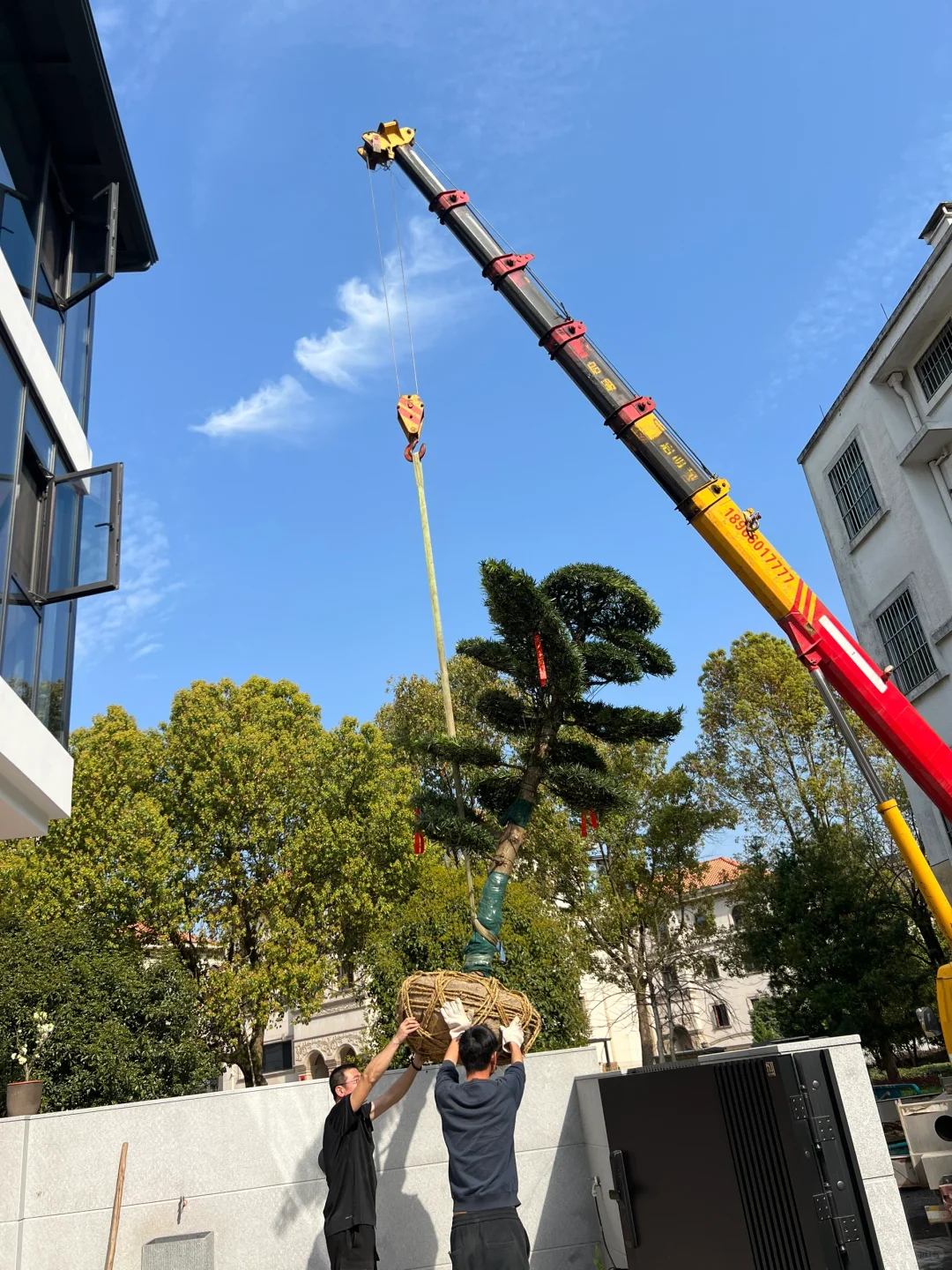 网购奔现 庭院大树? 罗汉松落地！