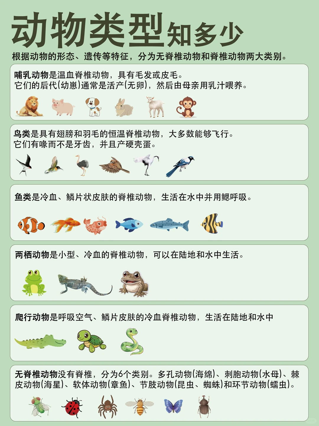 一张图带孩子了解动物的分类