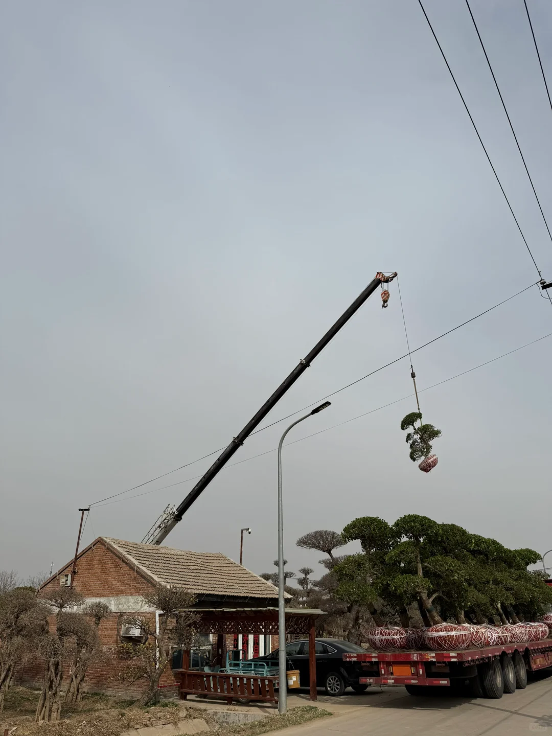 穷装别墅｜去张家湾看庭院景观树