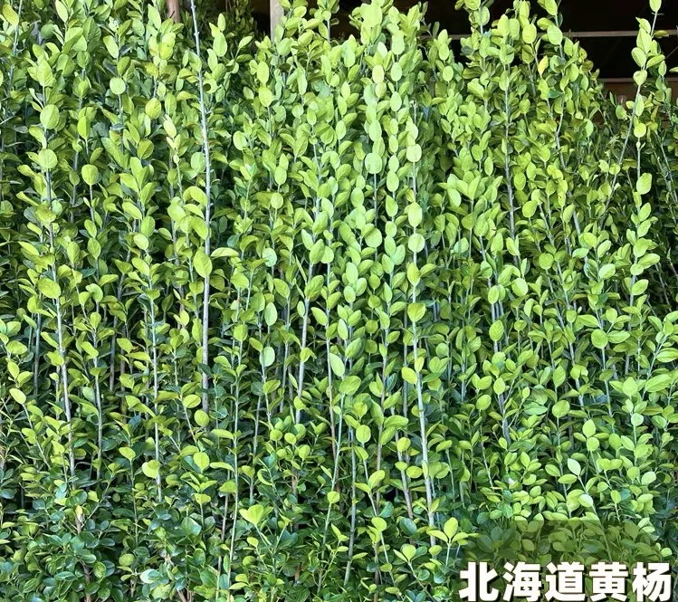 园艺界最大骗局？大叶黄杨根本不是“冬青”