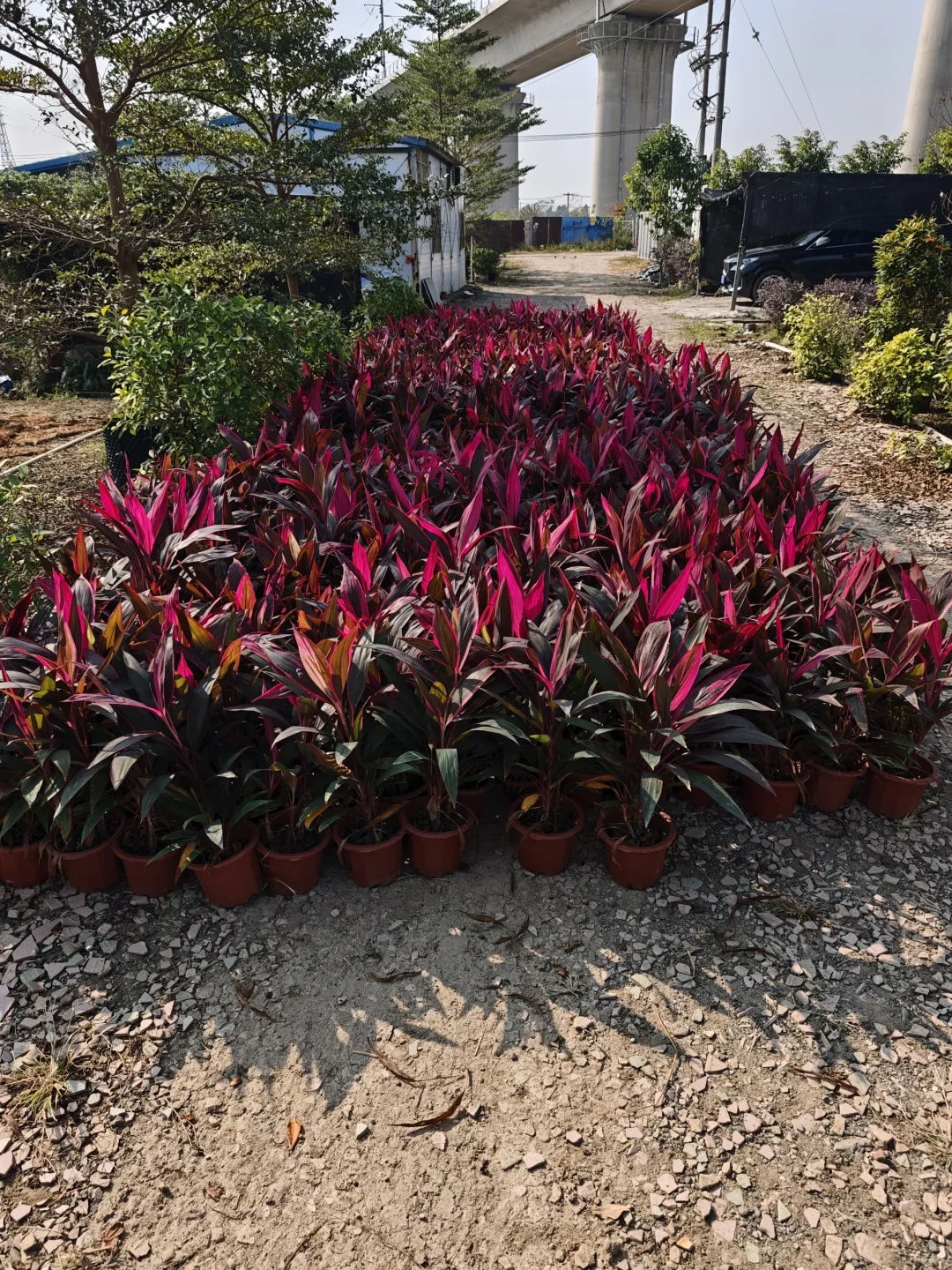 白菜价绿植清一车