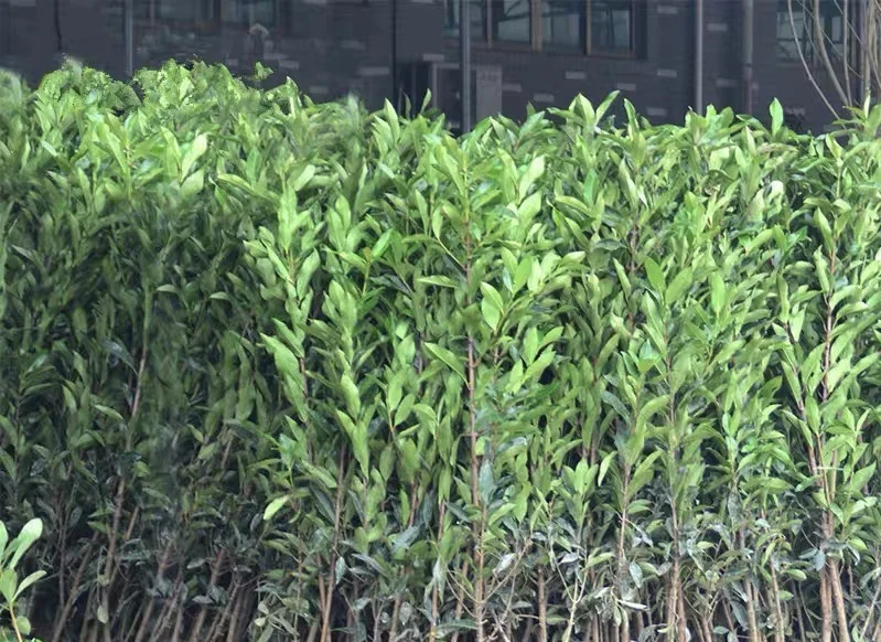 园艺界最大骗局？大叶黄杨根本不是“冬青”