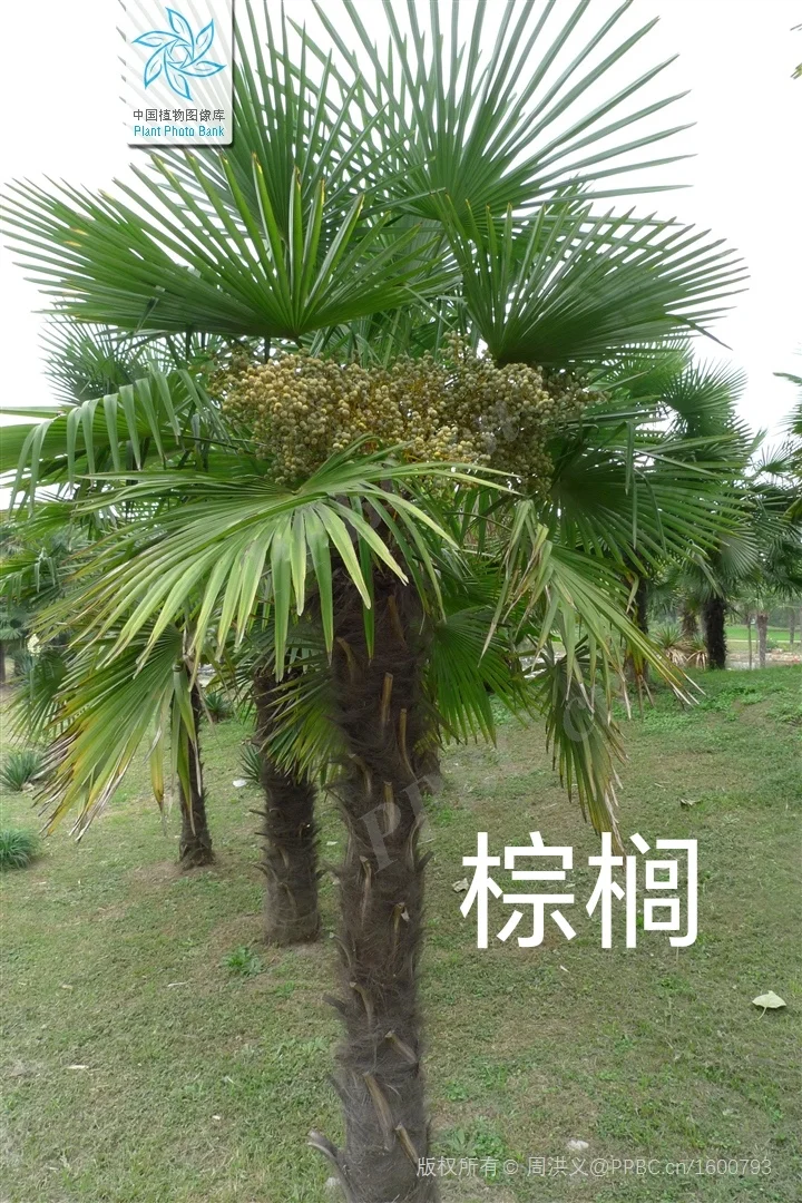 华东｜园林常用的落叶阔叶乔木?附照片