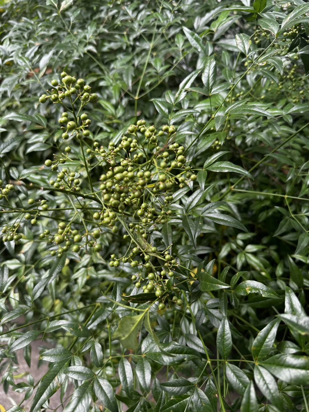 杭州路边绿化里种了花椒吗？？！！！