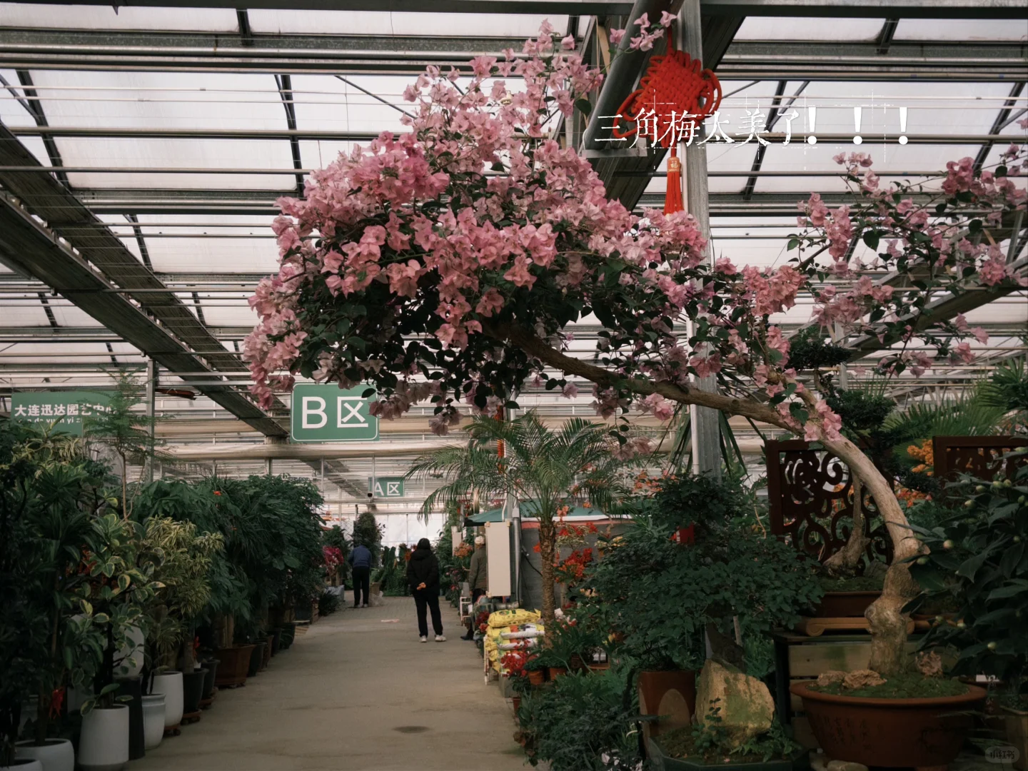 工作可以再找，但今天的绿色必须存档?