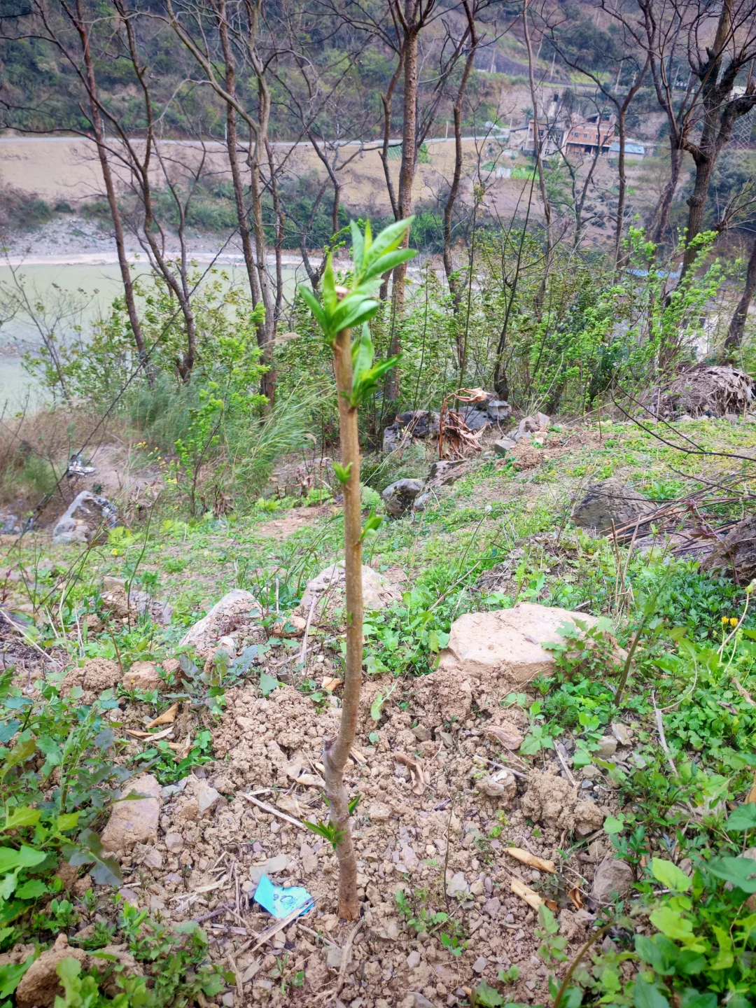 #让树木见证四季