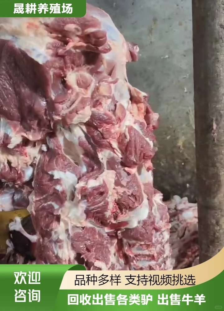 出售肉驴肉供应商