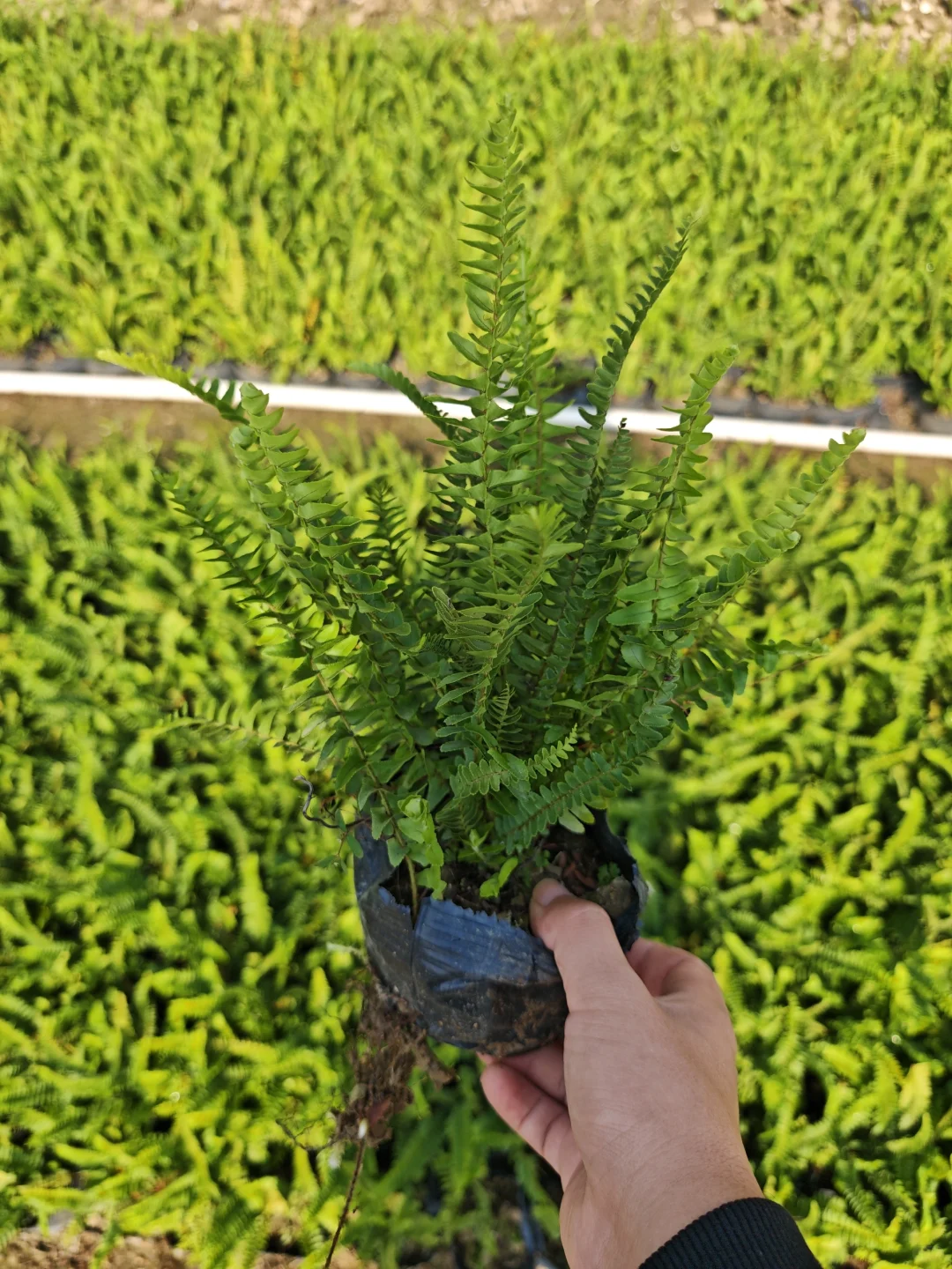 白菜价绿植清一车