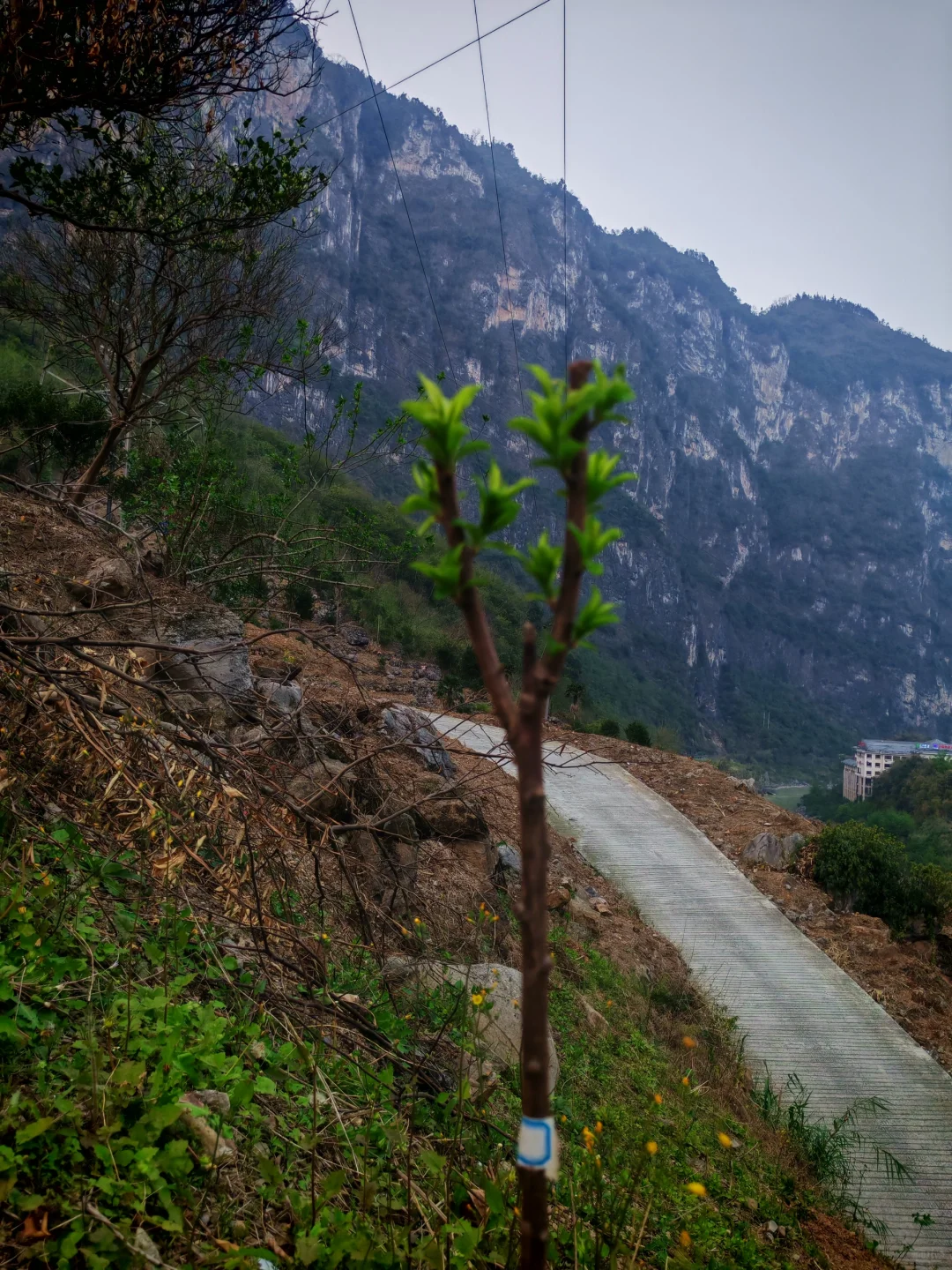 #让树木见证四季